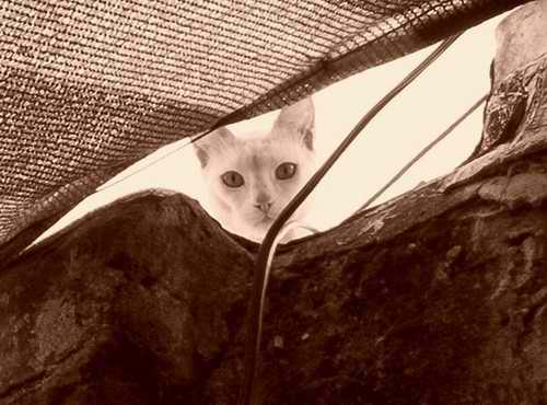 El Visitante...
